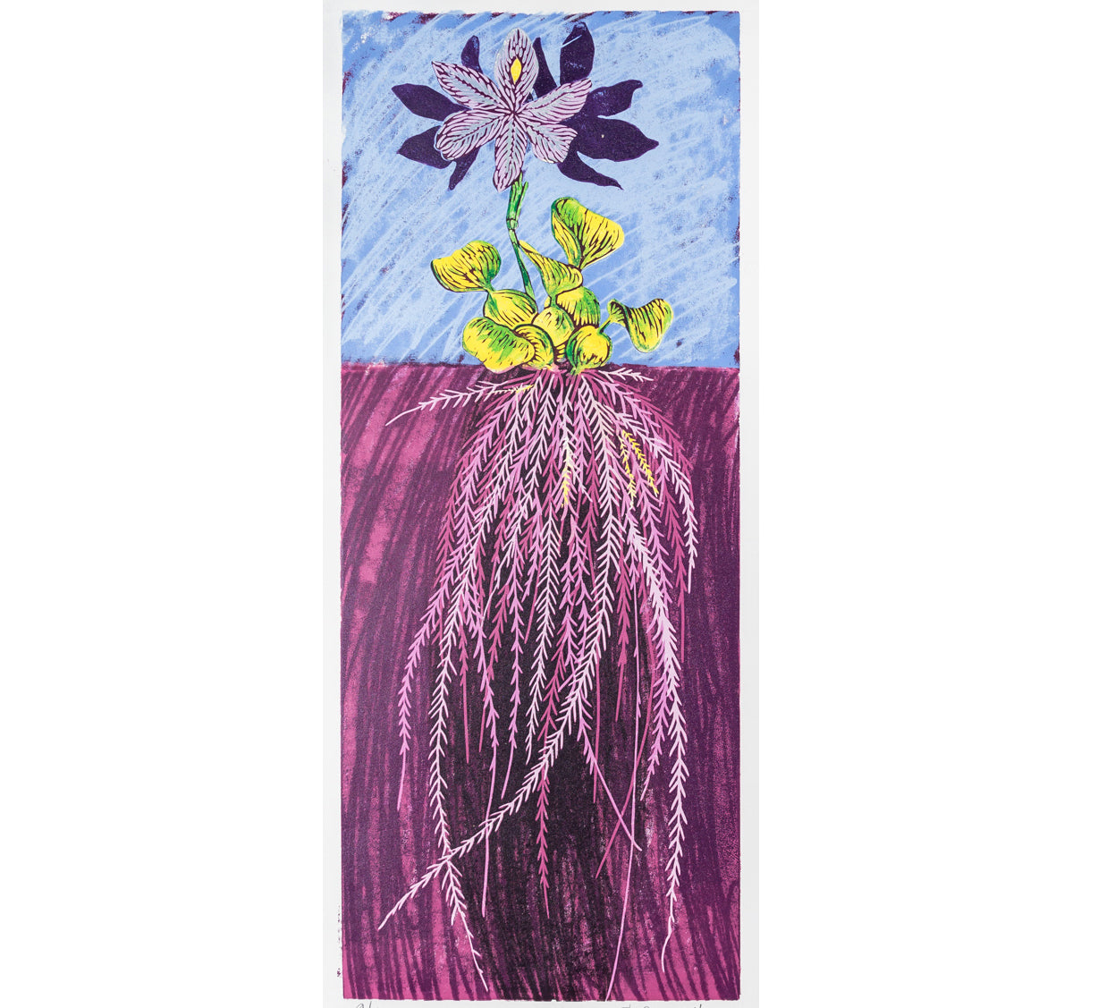 41. Water Hyacinth